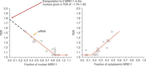 Figure 6. TER as a function of the subcellular localization of MRE11. The TER values from Table I are plotted as a function of the fraction of MRE11 in the ISF (nuclear) in Figure 4 (left panel) and as function of that in the SF (cytoplasmic) (right panel). Data from all four cell lines were included in this analysis. The point marked siRNA was replotted from Xu et al. Citation[18]. The slopes were obtained by linear regression analysis. The data for ISF fractions above 0.85 and SF fractions below 0.15 were excluded from the regression analysis (see text for further discussion).