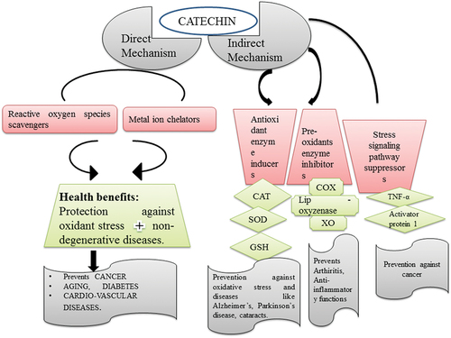 Figure 3. Antioxidant behavior of the bio-active compound catechin.