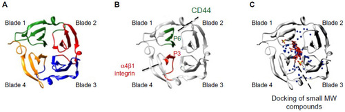 Figure 2 Ribbon diagram of the monomeric hemopexin domain of MMP-9 (PEX9) showing the location of drug target sites.