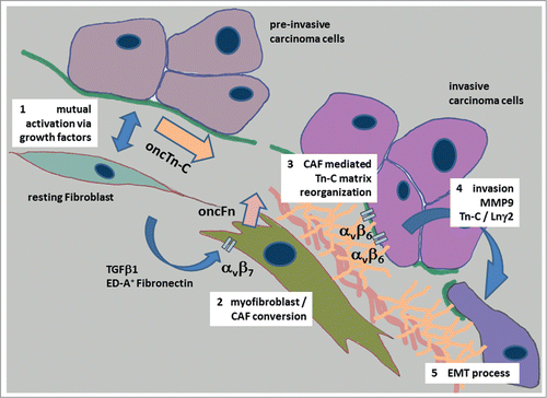 Figure 2. Tn-C and its proposed role during invasion and epithelial to mesenchymal transition of carcinoma cells in oral cancer. The process of the development of an invasive carcinoma cell phenotype starts with the mutual activation of stromal and cancer cells, followed by an increased synthesis and secretion of oncofetal Tn-C variants (oncTn-C) by carcinoma cells and stromal fibroblasts (1) This process is accompanied by growth factor mediated fibro-/myofibroblast phenotype transition co-activated by an autocrine ED-A+ fibronectin signaling via αvβ7 integrin Citation82,83 (2). Activated myofibroblasts / cancer associated fibroblasts (CAF´s) produce oncofetal fibronectin variants (oncFn) and reorganize the oncTn-C / oncFn matrix together with other adhesion proteins like Laminins in a provisional manner (3). This provisional matrix mediates invasive phenotype conversion of cancer cells via β6 integrin signaling associated with up regulation of for instance MMP9, Tn-C itself and the migration promoting laminin γ2 chain (Lnγ2) (4). Finally, the carcinoma cells develop an epithelial to mesenchymal transition (EMT) phenotype (5).