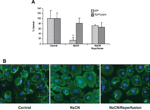 Figure 4 Impact of chemical ischemia/reperfusion on ATP content and β-catenin signaling. (a) NRK cells were challenged with 10-mM NaCN in glucose-free media for 70 min, followed by reperfusion with normal growth media for 1hr. ATP content and β-catenin signaling (ratio of TOPFlash to FOPFlash) were assessed and the results presented as percentage of control for 9–12 dishes. (b) Cells were fixed in 2% paraformaldehyde, a monoclonal anti–β-catenin primary antibody (1:100) incubated overnight at 4°C with secondary antibody (1:200) incubated 1 hr at room temperature, and detection was via immunofluorescence. The width of each field is 240 μ m; similar results were seen in two replicate experiments.