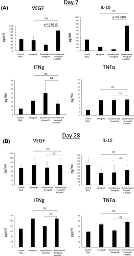 Figure 5. Serum IL-2, IFN-γ, VEGF, IL-10, and TNF-α levels on days 7 (n = 5) and 28 (n = 3) after implantation. (a) on day 7, serum VEGF and IL-10 levels in the decellularized xenograft+ADMSC group were significantly higher than those in the decellularized xenograft and xenograft groups. Levels of the proinflammatory cytokines IFN-γ and TNF-α are not different between groups. (b) on day 28, no statistical difference was observed among groups.