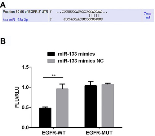 Figure 1 miR-133a-3p targets EGFR 3ʹ-UTR. There were binding sites for miR-133a-3p on EGFR 3ʹ-UTR (A). miR-133a-3p mimics significantly decreased the luciferase activity when co-transfected with pGL3-EGFR-WT (B). **p<0.01.