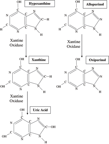 Figure 1. Purine metabolic pathway: conversion of hypoxanthine to xanthine and uric acid, and of allopurinol to oxypurinol.