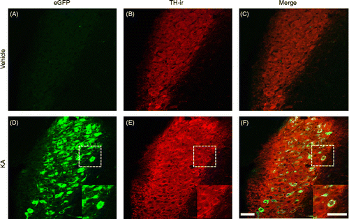 Figure 6.  Effect of s.c. administration of vehicle (control) or KA (12 mg/kg) on (A, D) eGFP fluorescence and (B, E) TH-immunoreactivity in the LC. (B, E) TH-antibody complexes were visualized as red fluorescence, using Alexa Fluor 546-conjugated secondary antibody. (C, F) Merged view of fluorescence of eGFP and Alex Fluor 546 is seen as yellow. Sections were obtained from (A–C) control or (D–F) KA-treated rats. Boxed areas are enlarged in D, E, and F. Scale bars = 50 μm.