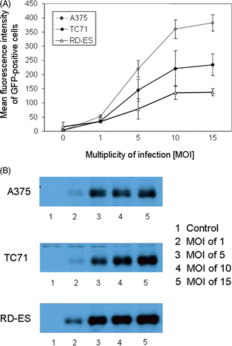 Figure 1. Influence of MOI on GFP or tyrosinase expression by TC71, A375 and RD-ES cells. (A) Cells were infected using different MOI of MVA-GFP. Viable cells were evaluated 16 h after infection for mean fluorescence intensity of GFP-positive cells. Data are given as mean ± SEM of three independent experiments. (B) Infection with MVA-hTyr and assessment of tyrosinase protein expression by western blot analysis 16 h after infection. Control represents cells that were not infected.