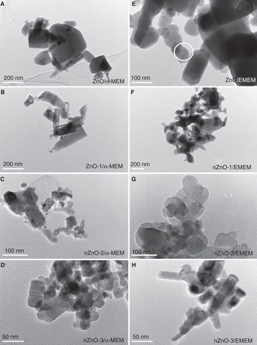 Figure 3. TEM images of ZnO particles after incubation in different cell culture media: A, B, C and D) ZnO, nZnO-1, nZnO-2 and nZnO-3 incubated for 24 h in α-MEM, respectively; E, F, G and H) ZnO, nZnO-1, nZnO-2 and nZnO-3 incubated for 24 h in EMEM, respectively. The white circle in E) marks the particle, which was exemplarily analysed by EDX spectroscopy (cf. Figure 4). The scale bars are 200 nm for A, B and F, 100 nm for C, E and G and 50 nm for D and H.