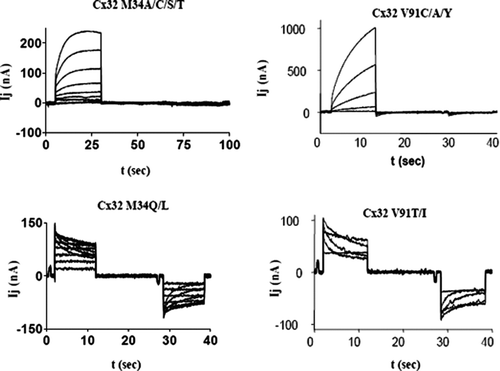 Figure 2 Junctional currents recorded from paired Xenopus oocytes after expression of Cx32 mutants demonstrate that side-chain properties are critical for channel function. Upper traces represent the “reserve-gating” phenotype observed when mutant channels are paired heterotypically with wtCx32. In both cases currents activate when the mutant-expressing oocyte experiences relatively positive transjunctional voltage. Lower traces represent amino substitutions at the same two sites, M34 and V91, which did not significantly alter channel function. At position M34, substitution of amino acids with side chains shorter than the native methionine induced the “reverse-gating” phenotype, whereas side chains that were comparable in length to those of methionine did not disrupt function. At position V91, only substitution of amino acid with β-branched side-chains produced functional channels. Currents were recorded from an oocyte clamped at −40 mV, whereas its partner was pulsed in 10 mV increments (left hand traces) or 20-mV increments (right hand traces) to +60 and −140 mV.