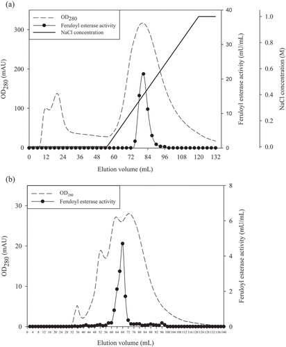 Figure 2. The elution profile of (a) anion exchange and (b) gel filtration chromatography of feruloyl esterase from P. sumatrense NCH-S2.Figura 2. Perfil de elución de (a) intercambio de aniones y (b) cromatografía de filtración en gel de feruloil esterasa de P. sumatrense NCH-S2
