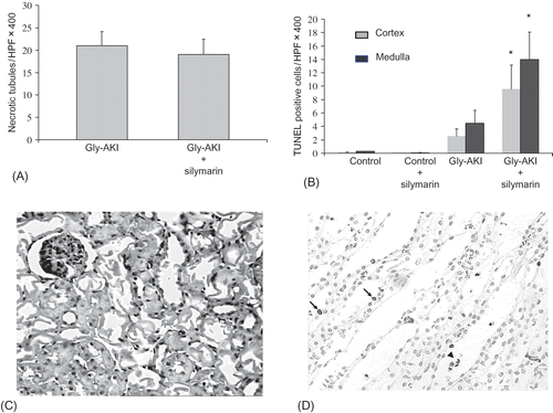 FIGURE 2. Histological analysis of the renal tissue 24 h after glycerol injection. (A) Quantification of the number of cortical necrotic tubules/HPF showing 21.1 ± 2.8 (31% of the total number of tubules/HPF X400) and 19.2 ± 2.4 (28% of total number of tubules/HPF X400), respectively, in Gly-AKI and Gly-AKI + sily. Difference not significant: n = 8 (Gly-AKI) and 12 (Gly-AKI + sily). (B) TUNEL staining for the detection of apoptotic cells showing increased tubular apoptosis mainly in the outer medulla in Gly-ARF rats that was significantly accentuated by silymarin treatment. (C) Representative HE stained slide of the renal cortex from Gly-AKI rat, showing several totally denuded necrotic tubules. (D) Outer medulla field of a representative Gly-AKI + silymarin rat showing several apoptotic tubular cells lining the basement membrane (arrow) or desquamated into the tubular lumen (head arrow). n = 5–9/rats/group.