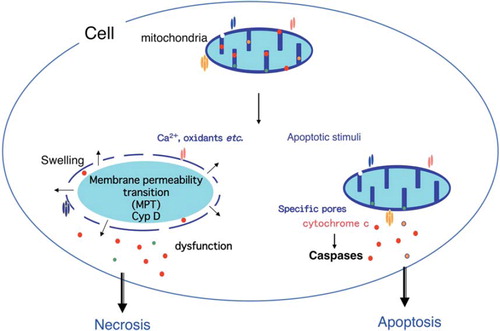 Figure 2. Role of the mitochondria in apoptosis and necrosis. Permeabilization of the mitochondrial outer membrane occurs during apoptosis and results in the release of some apoptogenic molecules, including cytochrome c. Subsequently, cytochrome c is assembled into apoptosomes with Apaf-1 and pro-caspase-9, resulting in the activation of caspases. Oxidative stress or an excess of calcium can trigger the mitochondria membrane permeability transition (MPT), which is initiated by an increase of inner mitochondrial membrane permeability that results in loss of the membrane potential. This is followed by mitochondrial swelling and rupture of the outer membrane with mitochondrial dysfunction and depletion of ATP that causes necrotic death.