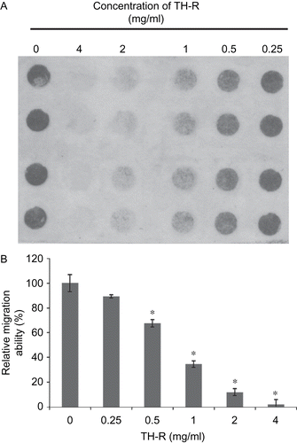 Figure 5.  Effect of TH-R on migration of A549 cells treated for 8 h. A549 cells were treated with various concentrations (0, 0.25, 0.5, 1, 2, and 4 mg/mL) of TH-R and were assessed with a cell migration assay. The higher density in this cell scanning picture is representative of more cells that passed through and adhered to the membrane. After about 8 h, the migrated A549 cells passed through the membrane. (B) They were quantified by counting the cells that migrated onto the membrane. Cells were fixed, stained, and counted as described in the text. The data represent mean ± SD.