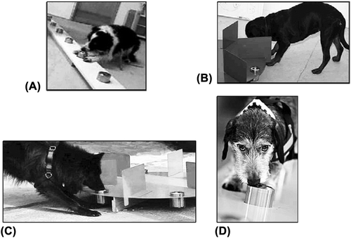 Figure 1. Olfactory test showing the different dogs’ marking behaviour. Shown is a plank or roundel containing a random order of positive (tumour) and negative samples (no tumour). A, Jippi; B, Fröya; C, Kaos; and D, Tassen.