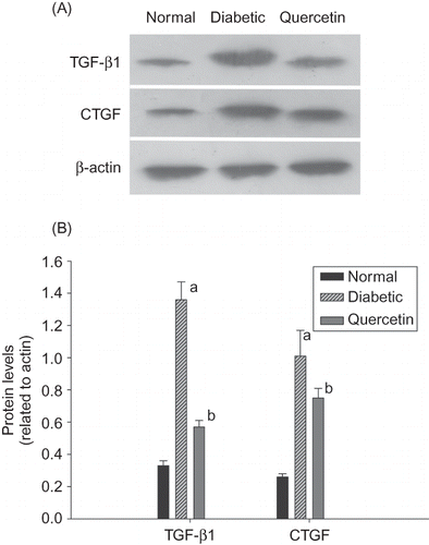 Figure 2. (A) Representative Western blots showing transforming growth factor-β1 (TGF-β1), connective tissue growth factor (CTGF), and β-actin protein levels in the renal tissues of three groups. (B) Quantification of protein levels using TGF-β1/β-actin and CTGF/β-actin was expressed as mean ± SD (n = 12 per group) in each column.Note: ap < 0.01 compared with the values of control rats; bp < 0.01 compared with the values of untreated diabetic rats.