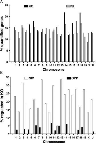 Figure 2 (A) Chromosomal distribution of the regulated genes. Column height is proportional to the percent regulated of quantified unigenes in each (1, …, 19, X, U = unknown) chromosome (negative for down-regulation) in the indicated sample with respect to WT astrocytes. Note the lack of positional dependence of the regulated genes in both Cx43 knockout and knockdown astrocytes. (B) Percentages of genes regulated in KO that were similarly (SIM) or oppositely (OPP) regulated in SI. Note that the number of similarly regulated genes (SIM) exceeded significantly that of oppositely regulated (OPP) genes for all chromosomes except chromosome 12.