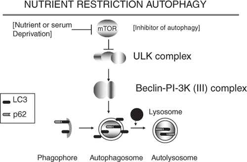 Figure 1. Nutrient restriction autophagy is triggered when the kinase mTOR is inhibited. mTOR inhibition leads to relief of repression of the ULK kinase cascade and formation of a Beclin1/PI-3 K (III) complex that triggers assembly of the phagophore and autophagosome. LC3 is induced and activated to the LC3-II form by conjugation to phosphatidylethanolamine during autophagy. LC3-II stimulates the formation of autophagosome and can bind to the protein aggregate binding protein p62/SQSTM1. Protein aggregates conjugated to p62 and LC3-II are then degraded when the autophagosome becomes associated with lysosomes to form the autolysosome.