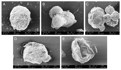 Figure 1. SEM photomicrographs of (A) uncoated microspheres (B) uncoated microspheres in groups (C) enteric-coated microspheres (D) T.S. of enteric-coated microspheres (E) enteric-coated micerospheres after dissolution.