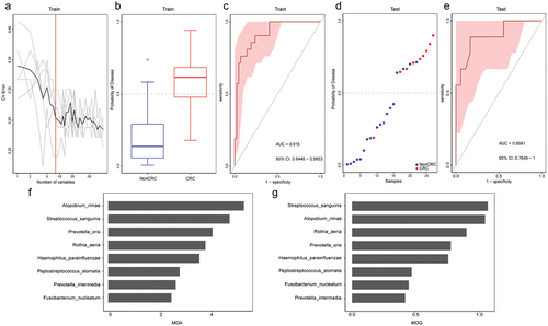 Figure 7.  Tongue coating microbiome as a non-invasive diagnostic model for CRC. (a) The random forest models to identify eight species as optimal biomarkers, using the cross-validation error curve. (b) The POD value in the discovery cohort. (c) Receiver operating characteristic (ROC) in the discovery cohort. (d) The POD value in the validation cohort. (e) ROC for the validation cohort samples. (f-g) MDA and MDG of attributes as assigned by the random forest. POD, probability of disease; CV error, cross-validation error; AUC, area under the curve; CRC, Patients with CRC; NonCRC, colonoscopy-negative controls or patients with colorectal polyps; MDA, Mean Decrease Accuracy; MDG, Mean Decrease Gini.