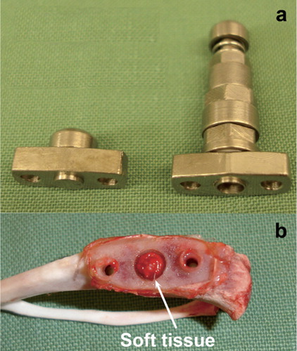 Figure 1. a) The plate with the central plug (left) and the pressure piston (right) b) tibia showing the bone surface under the titanium plate and the newly formed soft tissue under the pressure piston.