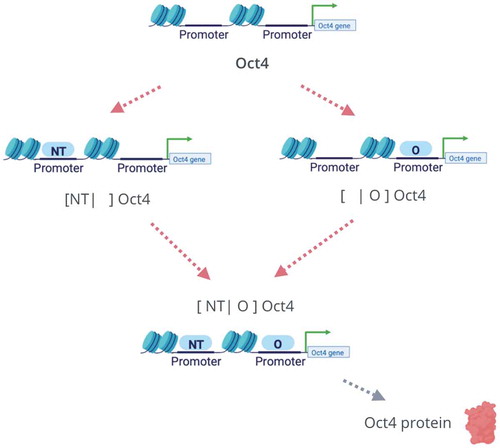 Figure 4. The two-pathway activation scheme for TF-gene binding. In the full model, such an activation scheme describes the promoter binding activation for both Oct4 and TET genes. Considering Oct4 as an example, there are two pathways for the activation of its promoter. Each of NT and Oct4 can independently bind to the promoter of Oct4. When both NT and Oct4 bind to the promoter region of the Oct4 gene, it will be activated