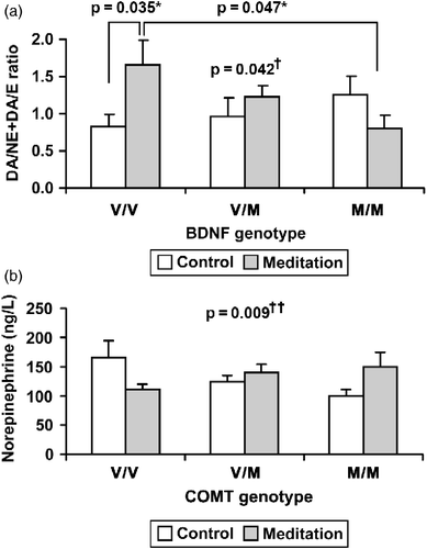 Figure 1.  Different effects of meditation on plasma catecholamine concentrations according to BDNF and COMT genotype. (a) p = 0.042†: interaction effect by two-way ANCOVA, p = 0.047*: post hoc ANCOVA, p = 0.035*: post hoc Student's t-test, control group: V/V (n = 21), V/M (n = 25), M/M (n = 11), meditation group: V/V(n = 19), V/M(n = 44), M/M(n = 17). (b) p = 0.009††: interaction effects by two-way ANCOVA, control group: V/V (n = 20), V/M (n = 28), M/M (n = 9), meditation group: V/V (n = 38), V/M (n = 30), M/M (n = 12). Abbreviations: ANCOVA, analysis of covariance; V/V, valine/valine, V/M, valine/methionine, M/M, methionine/methionine polymorphism.