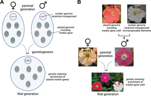 Figure 2. Screening for nuclear mutations affecting plastid inheritance. (A). Strategy to identify mutant plants in which the elimination of plastids during the gametogenesis of the male parent is suppressed. Any wild-type line is used as the maternal parent. (B). Petunia hybrida as a model plant in this strategy. To generate a male parent with both requirements (traceable plastid marker and mutagenised nuclear gnome), the available transplastomic line T16 (Zubkot et al. Citation2004) is introgressed as female parent into line W138 containing multiple transposable dTph1 elements (Bombarely et al. Citation2016). The maternal parent in subsequent test crosses can be the standard white variety Mitchell (W115) and paternally transmitted plastids can be detected with a PCR marker specific for uidA (Horn et al. Citation2017).