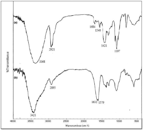 Figure 2. FTIR spectra of (a) PVA and (b) PVA-g-AAm.