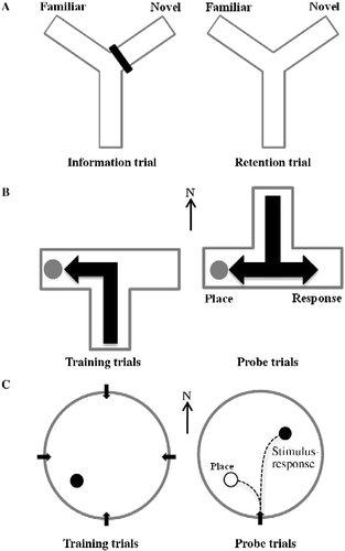 Figure 2.  (A) Information and retention trials on a Y-maze task that assesses spatial recognition memory. Training and probe trials on (B) dual-solution versions of the water T-maze task and (C) the VPWM task, that assess learning strategy.
