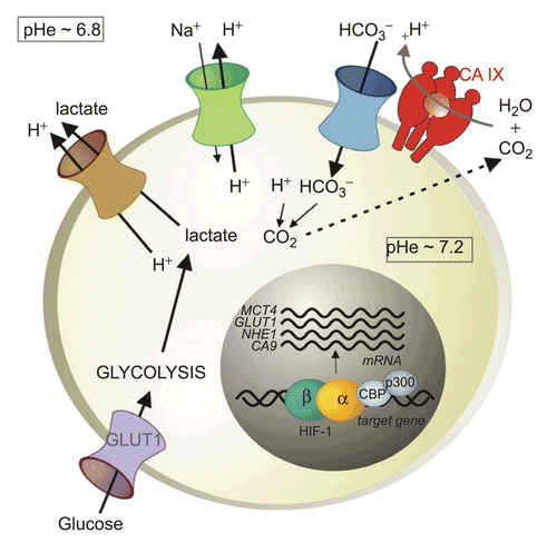 Figure 4.  pH regulation in hypoxic tumor cells. Hypoxia triggers a metabolic shift to glycolysis via HIF-induced up-regulation of glucose transporters (mainly GLUT1) and glycolytic enzymes. Glycolysis produces an excess of lactate and protons that have to be exported out of the cell to prevent intracellular acidification that is incompatible with cell growth and survival. This extrusion is executed by the monocarboxylate transporter (MCT1 and 4) and the Na+/H+ exchanger (NHE1), both transcriptionally regulated by HIF. Acidic catabolites are accumulated in the extracellular microenvironment and cause extracellular acidosis that supports invasion. However, oncogenic metabolism also produces a high amount of CO2 that diffuses through the plasma membrane and contributes to extracellular acidosis. Hypoxia-induced transmembrane carbonic anhydrase CA IX (and CA XII) catalyze a CO2 conversion to bicarbonate ions and protons. Bicarbonate ions are taken by bicarbonate transporters (BTs) and imported to intracellular space where they contribute to neutralization of intracellular pH. Protons remain outside of the cell and further acidify the microenvironment.