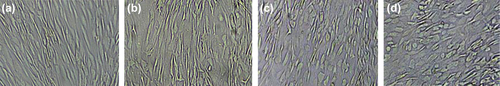 Figure 4. Rapid morphological shift of DMSO-treated groups. The treatments of HGF &plus; DMSO (C) and HGF&plus; DMSO&plus; OSM (d) displayed an early conversion of the cellular shape on days 8 and 9, whereas no significant change is obvious on day 8 of HGF treatment (b). (a): control.
