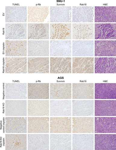 Figure S2 Immunohistochemistry for in vivo tumors formed by stably transfected cells.