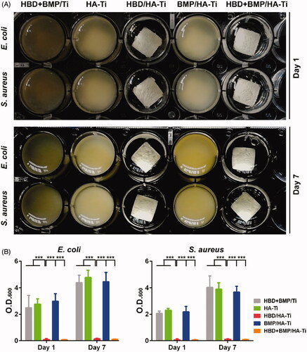 Figure 4. Test of the antibacterial properties of the coatings. (A) Comparison of the Ti specimens’ antibacterial capacity against suspensions of E. coli or S. aureus after culture for 1 and 7 days. (B) The optical density at 600 nm (O.D(0).600) of the bacterial suspensions. Each measurement was conducted with 3 parallel samples. ***p < .005.