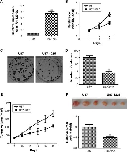 Figure 2 Overexpression of miR-1225-5p suppresses the proliferation of glioblastoma cells in vitro and in vivo.