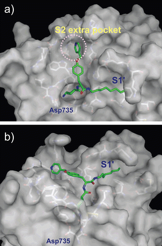 Figure 5.  Predicted complex of plasmin with YO-2. The structure of plasmin is displayed as a surface model (grey) and the inhibitor YO-2 is shown as a stick model (green). The side-chains of residues in the binding and catalytic sites are shown as stick models (white). (a) Identical view as that of Figure 4b. (b) Side-view.