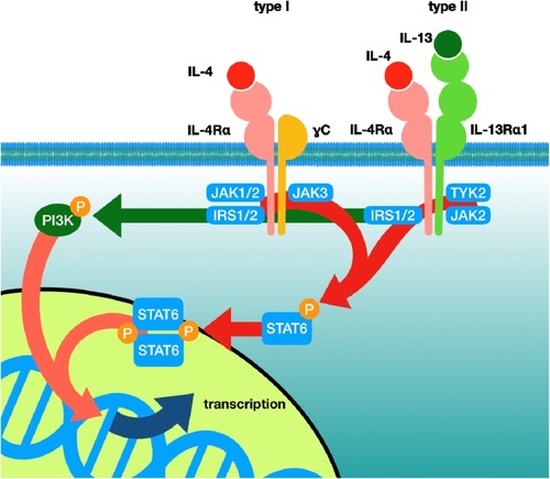 Figure 2 Summary of IL-4 and IL-13 receptor signalling pathways. The type 1 and type 2 receptor system and the main signalling cascade in relation to specific receptor activation in a cell are illustrated.