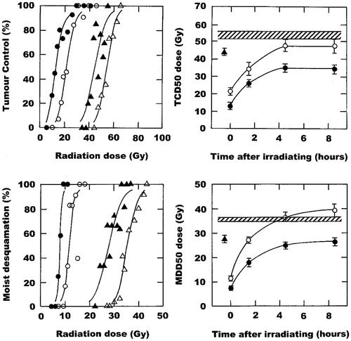 Figure 2. The effect of a single intraperitoneal injection of nicotinamide (1000 mg/kg) and local water bath heating (42.5 °C; 60 min) on the radiation response of foot-implanted C3H mammary carcinomas and normal foot skin. Left panels: Radiation dose response curves for tumour control (top) or moist desquamation in skin (bottom) when treated with radiation alone (Δ), nicotinamide 30 min before irradiating (▴), radiation administered in the middle of heating (○), or the combination of nicotinamide, radiation and heat (•). Points are for an average of 11 mice with the lines drawn following logit analysis. Right panels: TCD50 (top) or MDD50 (bottom) doses (radiation dose producing 50% tumour control or moist desquamation, respectively) as a function of time after irradiating; data are from the curves shown in the left panels, and for other similar dose response curves. Results show radiation alone (Display full size), nicotinamide 30 min before irradiating (▴), radiation and heat (○), and nicotinamide, radiation and heat (•). Points involving radiation and heat are shown at the middle of the 1-h heating period. Errors are 95% confidence intervals.