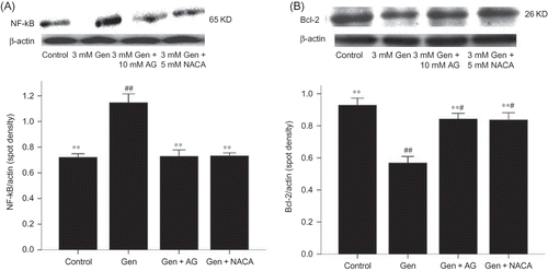 Figure 6.  Effects of AG and NACA on NF-κB and Bcl-2 protein expression. The values are mean ± SD (n = 3).Notes: **p < 0.01 versus Gen treatment. #p < 0.05 versus control. ##p < 0.01 versus control.