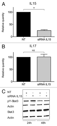 Figure 4. STAT3/IL-17F expression is driven by an IL-15-independent pathway. (A and B) Malignant (MF2059) T cells were transiently transfected with small interfering RNA against IL-15 or non-target control (NT) and cultured for 24 h. After incubation, RNA was purified from the cells and reverse transcribed to cDNA and analyzed by quantitative PCR to determine the relative level of IL15, IL17F, and GAPDH mRNA. In each sample, the level of IL15 mRNA or IL17F mRNA was normalized to the amount of GAPDH mRNA and depicted as fold change when compared NT control. There was a significant difference in IL-15 expression (P value = 0,002). (C) Malignant (MF2059) T cells were transiently transfected with small interfering RNA against IL-15 or non-target control (NT). Twenty-four hours after transfection, cells were washed and cultured for another 24 or 48 h. The cells were lysed and the lysates analyzed by western blotting using antibodies against pY-STAT3, STAT3, and actin.