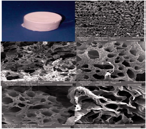 Figure 4. The hybrid porous scaffolds of the PCL/PLLA/collagen I were fabricated by the freeze-drying method.