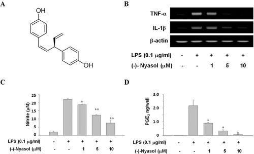 Figure 1.  (A) Chemical structure of (−)-nyasol. (B) Effects of (−)-nyasol on lipopolysaccharide (LPS)-induced inflammatory cytokines in BV-2 microglial cells. The cells were stimulated with LPS in absence or presence of (−)-nyasol for 6 h. The levels of IL-1β and TNF-α mRNAs were determined by RT-PCR analysis. GAPDH was used as an internal control. The results shown are the representative of three independent experiments. (C) Effects of (−)-nyasol on LPS-induced nitrite production in BV-2 microglial cells. The amount of nitrite in culture medium was measured by using the Griess reagents, as described in Materials and methods. (D) Effects of (−)-nyasol on LPS-induced PGE2 production in BV-2 microglial cells. PGE2 concentrations were quantified in the culture supernatant by enzyme immunoassay (EIA). The values are expressed as the means ± SD of three individual experiments. *p < 0.01 and **p < 0.001 indicate significant differences from the LPS alone.