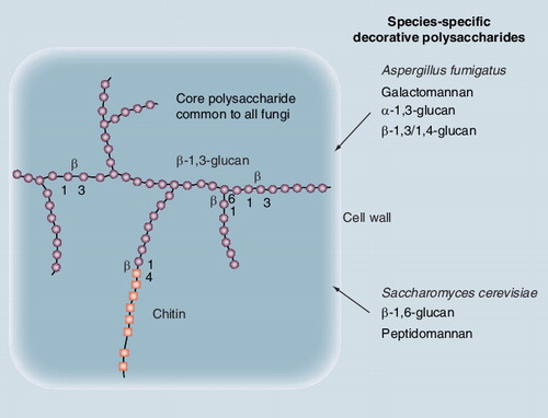 Figure 2. Composition of the fungal cell wall.Adapted from Citation[1].