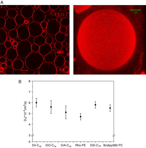 Figure 3.  (A) Confocal image of GUVs composed of DOPC and 0.1 mol% of DiI-C18 (left panel) and 3D projection of a GUV reconstructed from a stack of confocal images at different z-positions (0.4 µm thick). (B) Lateral diffusion coefficients of various lipid analogs (0.001 mol%) diffusing in GUVs composed of DOPC. This Figure is reproduced in color in Molecular Membrane Biology online.