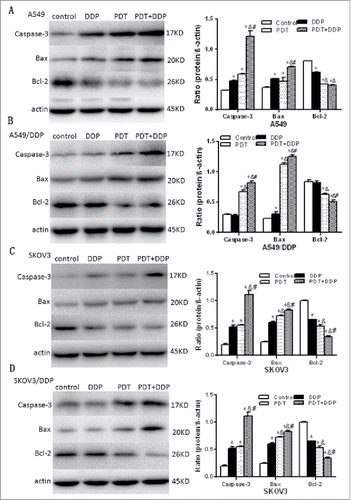 Figure 7. Cleaved caspase 3, Bax and Bcl-2 proteins validated by western blot, in A549 and A549/DDP (A, B), and SKOV3 and SKOV3/DDP (C, D) cells. In 4 cell lines, caspase 3 and Bax were increased and Bcl-2 decreased, in groups PDT and PDT + DDP, demonstrating the occurrence of apoptosis. However, Bcl-2/Bax/caspase 3 was not altered in group DDP, in A549/DDP and SKOV3/DDP cells, indicating the malfunction of apoptosis. Data were mean ± standard deviation for 3 independent experiments. *: vs. group Ctrl, p < 0.05; &: vs. group DDP, p < 0.05; #: vs. group PDT, p < 0.05.