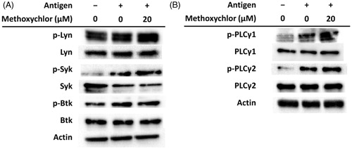 Figure 5. Effect of methoxychlor on phosphorylation of FcϵRI-mediated signaling factors in RBL-2H3 cells. Anti-DNP IgE-sensitized RBL-2H3 cells were treated with or without 20 μM methoxychlor for 20 min. Cells were subsequently treated with or without DNP-HSA for 30 min. Cell lysates were then prepared and immunoblot analyses performed. The p-Lyn, p-Syk, p-Btk, and p-PLC represent phosphorylated Lyn, Syk, Btk, and PLC, respectively. Representative image of phosphorylation of (A) tyrosine kinases and (B) PLCγ from three independent immunoblot analyses.