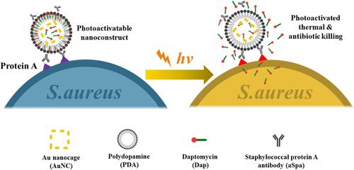 Figure 5 Schematic illustration of the working mechanism of the targeted photoactivatable nano-construct for synergistic photothermal and antibiotic treatment of S. aureus.