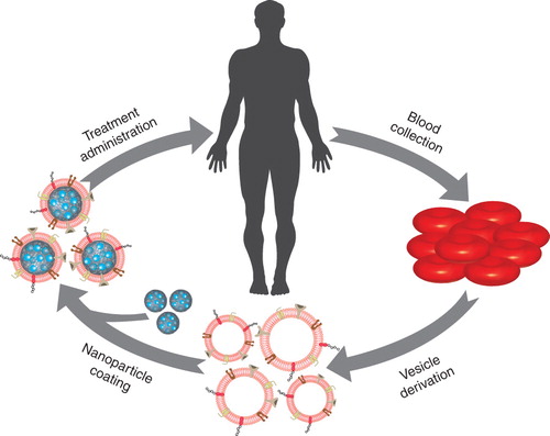 Figure 1. Illustration of personalized therapy using the red blood cell (RBC) membrane-coated nanoparticle platform. Blood is drawn from a patient and processed in order to derive nanoscale vesicles from RBC membranes. These vesicles are then used to coat drug-loaded nanoparticles. Finally, the treatment formulation is injected back into the same patient.