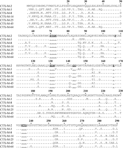 Figure 2.  Comparison of amino-acid sequences of seven representative enzymes in the CTX-M family. Amino-acids are numbered according to the standard numbering scheme for the class A serine β-lactamases, giving the active site serine residue the Ambler number 70. Dots indicate identical amino-acids compared to CTX-M-2. Deletion mutations are expressed with short lines. The underlined amino-acids, 70SXXK73, 107P, 130SDN132, 143GG144, 166E and 234KXG236, represent the conserved residues in typical class A serine β-lactamases.