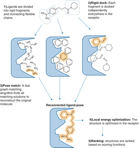 Figure 3. Schematic overview of the eHiTS docking strategy. In eHiTS, ligands are divided into rigid fragments and connecting flexible chains (Step 1). These fragments are docked individually into the binding site of the target protein (Step 2) and a fast graph-matching algorithm finds all matching solutions to reconstruct the original molecule (Step 3), which can then be optimized (Step 4), scored and ranked (Step 5). Reproduced with permission from Nature Reviews Microbiology (Simmons et al. Citation2010). This Figure is reproduced in colour in Molecular Membrane Biology online.