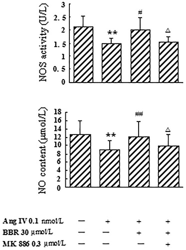 Figure 4. Effects of berberine (BBR) on NOS activity and NO content in angiotensin IV (Ang IV)-stimulated VSMCs. NOS activity and NO level were significantly decreased from the culture medium of the VSMCs treated with Ang IV, which were counteracted by BBR at 30 μmol/L. The rescue effects of BBR were abolished by MK 886 (0.3 μmol/L). Results are represented by mean ± SEM, n = 6. **p < 0.01 vs control group; #p < 0.05, ##p < 0.01 vs Ang IV group; △p < 0.05 vs Ang IV + BBR group. ‘+’ or ‘−’: treatment with or without relevant reagent.