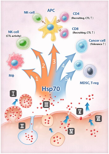 Figure 1. Pathways of Hsp70 release from cancer cells and consequences of this exodus for anti-tumour immunity. Hsp70 is able to leave cells using different ‘doors’: inside exosomes and on their membrane (I), with lysosomes (II), using secretory-like pathways (III); Hsp70 could form channels (IV), penetrate through the lipid bilayer (V), or the structure of lipid rafts (VI). When Hsp70 appears outside the cancer cell it modulates anti-tumour immunity in different ways. It triggers (red arrows on the left) anti-tumour immunity through activation of pro-inflammatory cytokine expression (1) and CTL-response. Exogenous Hsp70 can trigger CTL-activity directly (2) or through interaction with APC, mediation of cross-presentation, CTL-programming, DC-licensing and NK-DC cross-talk (3). Immunosuppressive properties of Hsp70 (blue arrows on the right) are associated with enhancement of tolerance of cancer cells (4) and activation of cells with immunosuppressive functions (5).